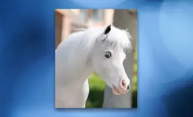 Photo of a white mini therapy horse with a blue background. 