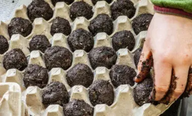 Image of seed bombs in an egg carton