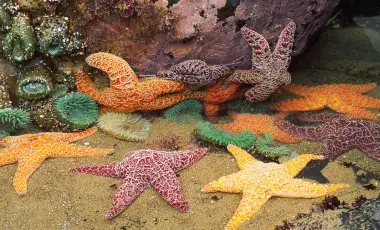 picture of the star fish in the ocean