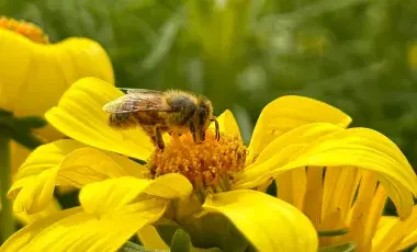 Honeybee resting on an open flower