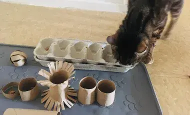 Cat observing homemade toys
