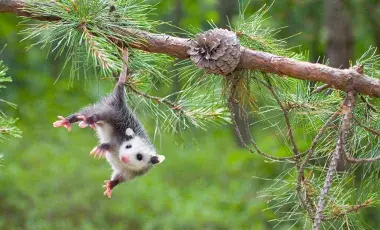 small oppossum hanging from its tail on a tree branch