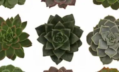A row of three succulent plants.