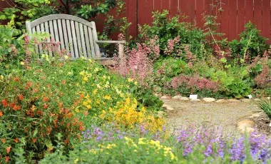 California native plant garden with bench