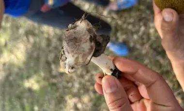 hand holding a mushroom