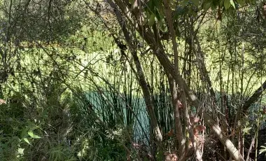 Ballona Wetlands