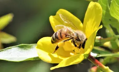 bee inside a yellow flower