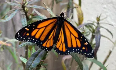 An monarch butterfly resting on a green plant.