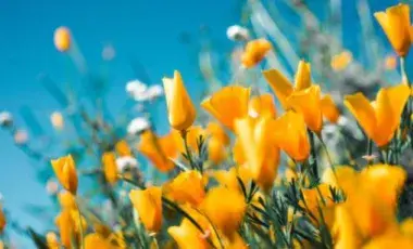 A field of California poppies set against a blue sky.