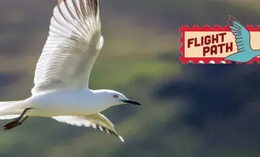 a white bird flying