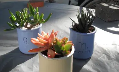 succulents in ceramic containers