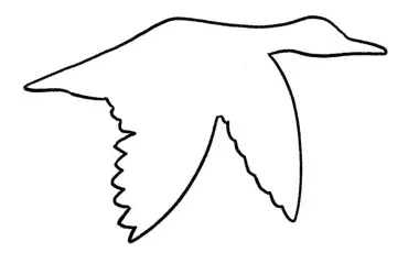 bird outline
