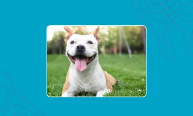 Dog available for fostering