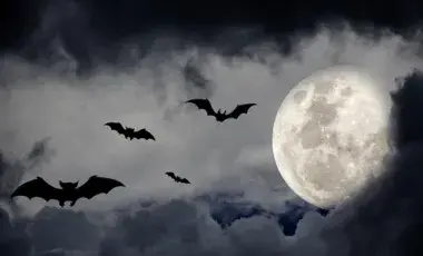 bats and moon