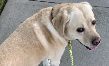 photo of yellow lab dog