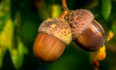 Two acorns in a tree