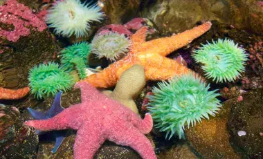 Blue Submarine Sea Creatures