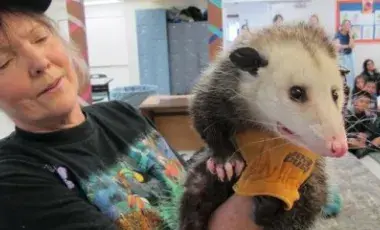 A presenter holding a possum