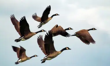 A group of geese are in the sky flying in a V formation. 