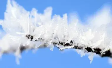 snowflakes on a branch