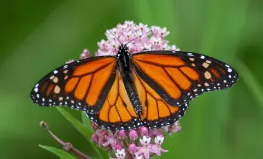 Orange monarch butterfly resting on a flower