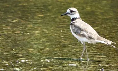A killdeer bird wading in the water
