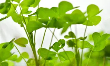 green clover against a white background