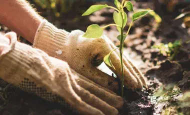 A gardener wearing white cotton gloves plants a seedling in wet soil.