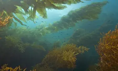 Green and yellow seaweed floating in the blue currents of the ocean