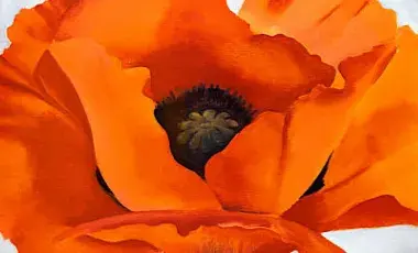 red poppy on a blue background