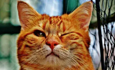 A color photo of an orange cat winking.  Image by Alexa from Pixabay