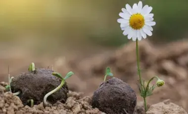 sprouts and a flower emerging from seed bombs