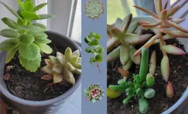 Various potted succulent plants
