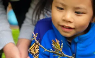 Child looking at a monarch butterfly on a stick.
