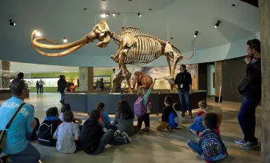 wolly mammoth fossil