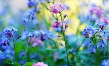 Close-up forget-me-not flowers