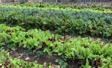 A garden with rows of green plants.
