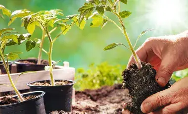 person transplanting a small plant