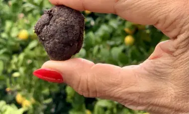 Two fingers holding a Seed Bomb