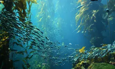 Kelp forest ecosystem