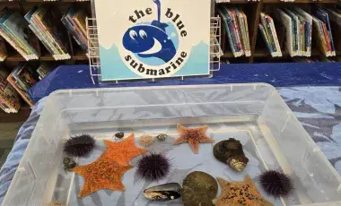Clear plastic bin with water and sea anilmals like stars and sea urchins.