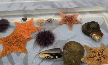 A plastic tub containing various sea creatures in water.