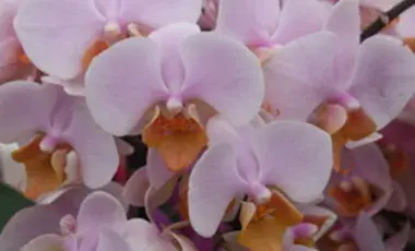 phaleonopsis orchid aka Butterfly orchid