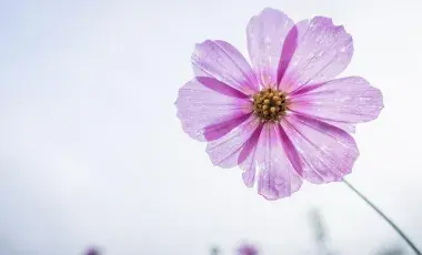 A color photo of a purple flower, Image by Carl from Pixabay