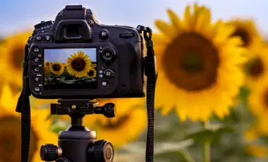 Digital camera photographing a field of sunflowers