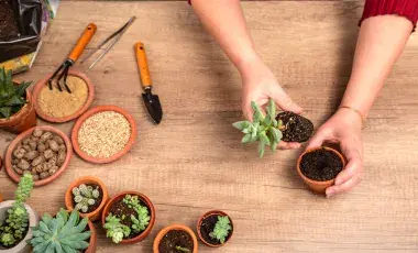 A pair of hands potting a succulent on a wood table.