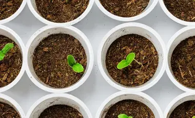 Small Plants in white Pots with dirt