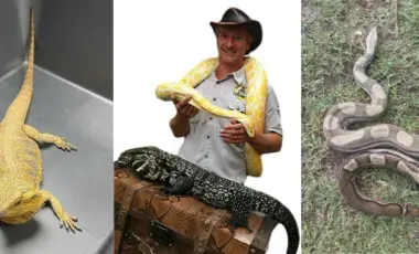 yellow iguana, man holding yellow snake, brown, white, grey spotted snake