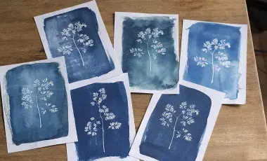 assorted cyanotype prints showing flowers