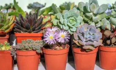 Many different succulent plants in individual pots. 